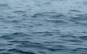 Massive Whale Breaches Near Ship - Animals - VIDEOTIME.COM