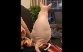 Sphinx Cat Gets Touched, Likes It - Animals - VIDEOTIME.COM