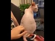 Sphinx Cat Gets Touched, Likes It