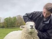 Sheep Enjoys Getting Sheared!