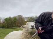 Sheep Enjoys Getting Sheared!