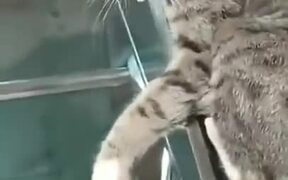 Cat Won't Let Man Pass Through Subway Gate - Animals - VIDEOTIME.COM