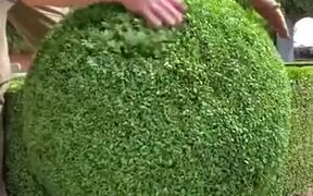 Gardener Trims Bush Into A Perfect Sphere - Fun - VIDEOTIME.COM