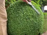 Gardener Trims Bush Into A Perfect Sphere
