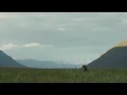 Lamb Trailer