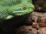 Beautiful Viper Snake Yawns