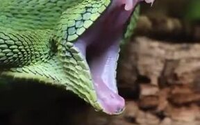 Beautiful Viper Snake Yawns - Animals - VIDEOTIME.COM