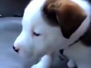 Little Pup Gets Angry About Its Own Hiccups