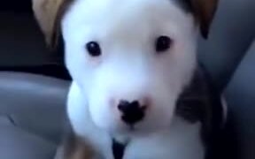 Little Pup Gets Angry About Its Own Hiccups - Animals - VIDEOTIME.COM
