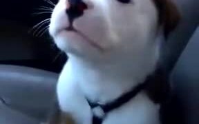 Little Pup Gets Angry About Its Own Hiccups - Animals - VIDEOTIME.COM