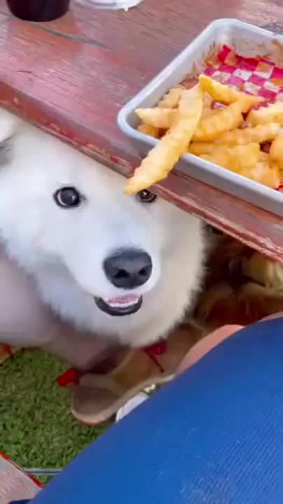 Small Doggo Wants Some Fries But Can't Reach It
