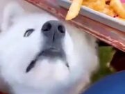 Small Doggo Wants Some Fries But Can't Reach It - Animals - Y8.COM