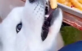 Small Doggo Wants Some Fries But Can't Reach It - Animals - VIDEOTIME.COM