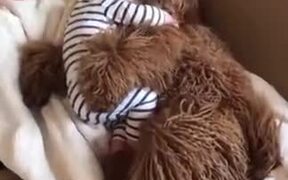 Cuddly Dog Is A Real-Life Teddy Bear - Animals - VIDEOTIME.COM