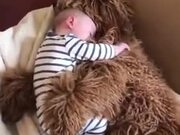 Cuddly Dog Is A Real-Life Teddy Bear