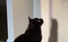 Stupid Cat Stares At Bird Feeder's Shadow - Animals - VIDEOTIME.COM