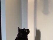 Stupid Cat Stares At Bird Feeder's Shadow