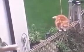 Two Magpies Harass A Cat - Animals - VIDEOTIME.COM
