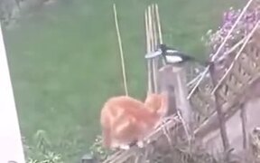 Two Magpies Harass A Cat - Animals - VIDEOTIME.COM