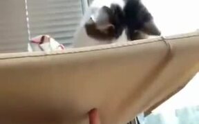 Stupid Cat Falls Off It's Hammock - Animals - VIDEOTIME.COM
