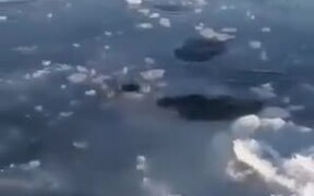 Mother Polar Bear Breaks Ice