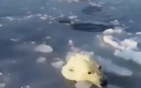 Mother Polar Bear Breaks Ice - Animals - VIDEOTIME.COM