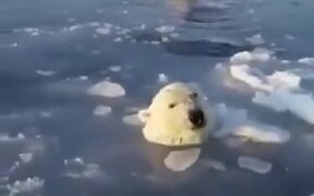 Mother Polar Bear Breaks Ice - Animals - VIDEOTIME.COM