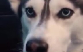 Dog Says "I Love You!" - Animals - VIDEOTIME.COM