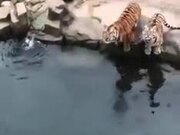 Tigers Try To Get A Hold Of A Piece Of Meat