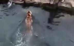Tigers Try To Get A Hold Of A Piece Of Meat