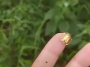 The Absolutely Beautiful Golden Tortoise Beetle