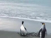 Penguin Stumbles When Trying To Walk