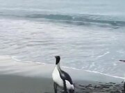 Penguin Stumbles When Trying To Walk