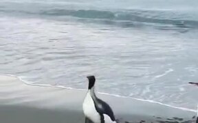 Penguin Stumbles When Trying To Walk - Animals - VIDEOTIME.COM