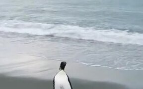 Penguin Stumbles When Trying To Walk - Animals - VIDEOTIME.COM