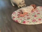 Cute Cat Brings Her Kitten To A Sleeping Baby