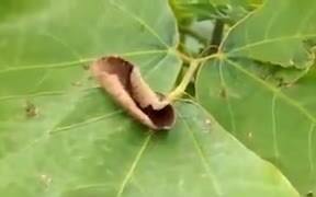 Moth Camouflages Itself As A Dried Leaf - Animals - VIDEOTIME.COM