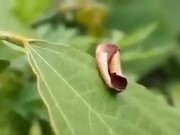 Moth Camouflages Itself As A Dried Leaf