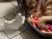 Cockatoo Barks Near Sleeping Doggo