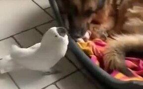 Cockatoo Barks Near Sleeping Doggo - Animals - VIDEOTIME.COM