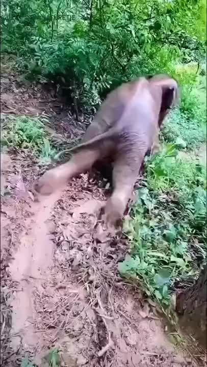 Elephant Has Fun Slipping Around In Mud