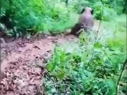 Elephant Has Fun Slipping Around In Mud