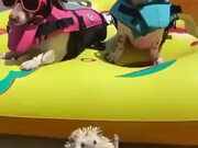 Hedgehog Enjoys The Summer Life