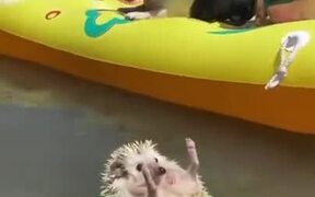 Hedgehog Enjoys The Summer Life - Animals - VIDEOTIME.COM