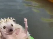 Hedgehog Enjoys The Summer Life