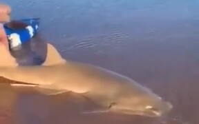 Guy Saves A Beached Sawfish - Animals - VIDEOTIME.COM