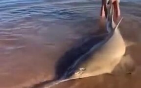 Guy Saves A Beached Sawfish