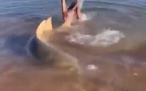Guy Saves A Beached Sawfish
