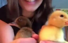 Life Cycle Of Ducklings - Animals - VIDEOTIME.COM