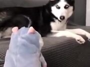 Husky Loses It When Toy Makes A Noise